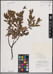 Foto von Salix foetida Schleich. ex DC.